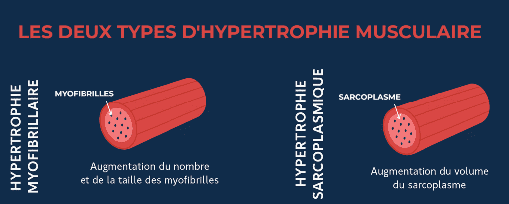 Illustration_ les deux types d’hypertrophie musculaire